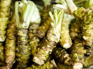 Fresh Japanese horseradish root Wasabi. Preferred email contact