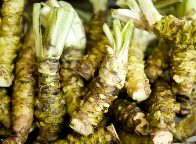 Fresh Japanese horseradish root Wasabi