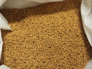 Premium quality white mustard On site in Riga (Latvia)