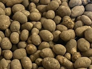 I will sell potatoes. loose. truck quantities, caliber 40+