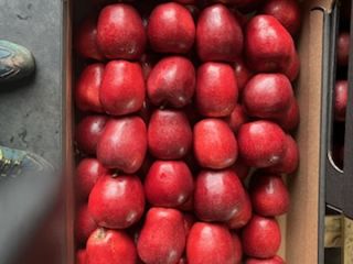 I am selling Red Jonaprince apples.