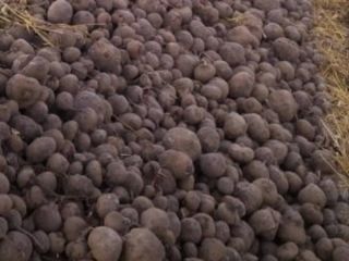 I will sell Red beets PLN 2/kg Carrots PLN