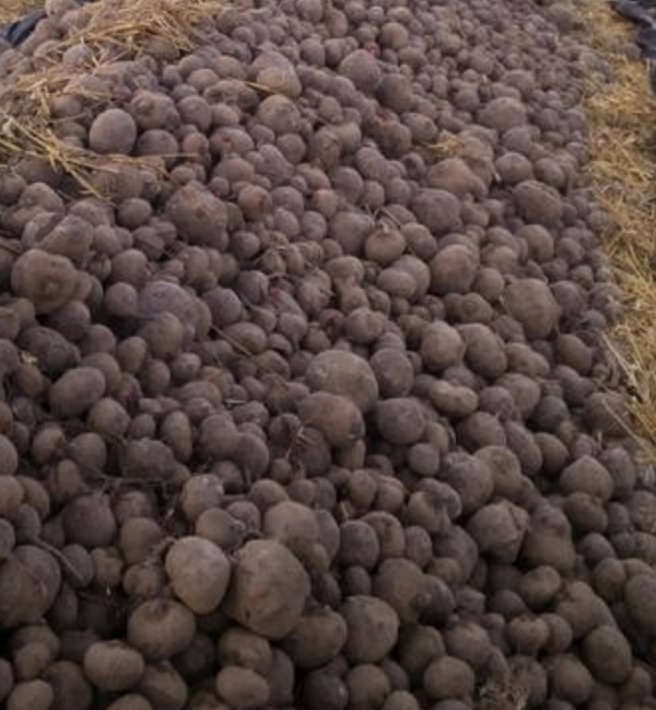 I will sell Red beets PLN 2/kg Carrots PLN 2/kg Telephone number[phone number]
