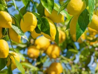 Lemons from my garden in Estepona, totally natural and