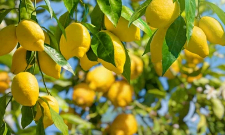 Lemons from my garden in Estepona, totally natural and organic, without any type of artificial additives