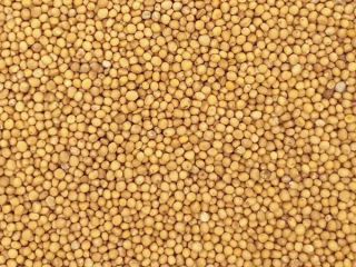 I am looking for 50-100 tons of mustard seeds