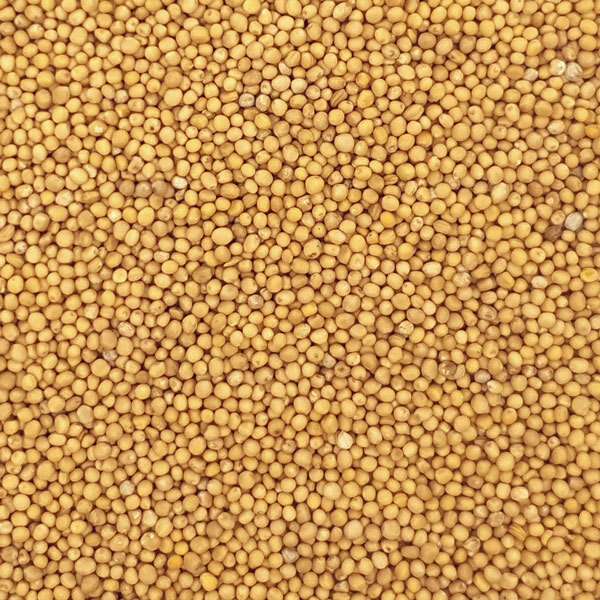 I am looking for 50-100 tons of mustard seeds (Sinapis alba)