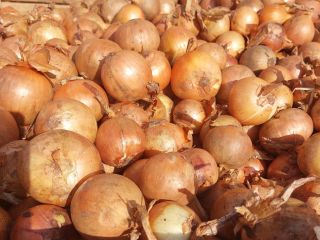 I WILL SELL POTATOES IN QUANTITIES OF TIROWE. CALIBER