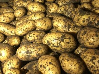 Quality Fresh Farm Potato For Wholesale Specifications fresh onion