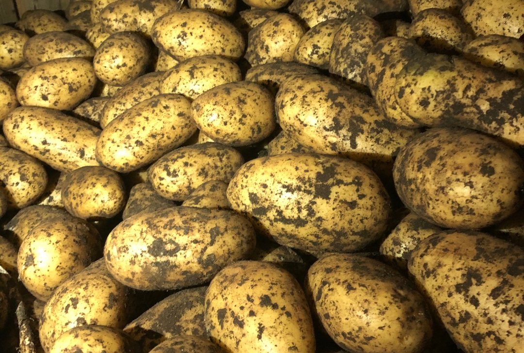 Quality Fresh Farm Potato For Wholesale Specifications fresh onion 1)Size:4-7cm,7-9cm,9 cm up 2)Packing:10kg,20kg/mesh bag and carton 3)Grade top , all types
