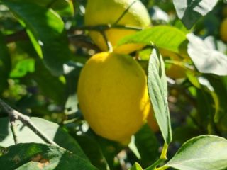 Unique variety of Verna lemons from the Region of