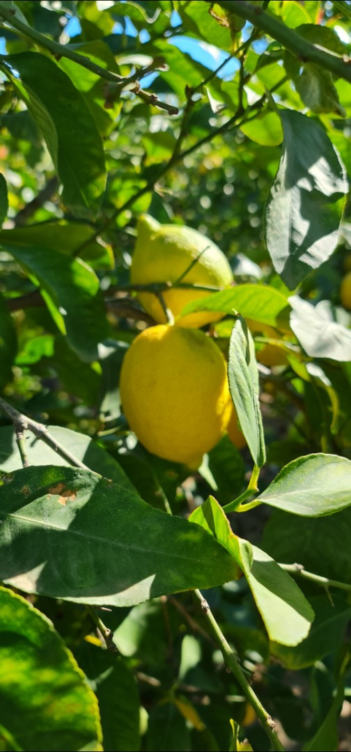 Unique variety of Verna lemons from the Region of Murcia, national producers
