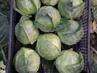 Young cabbage