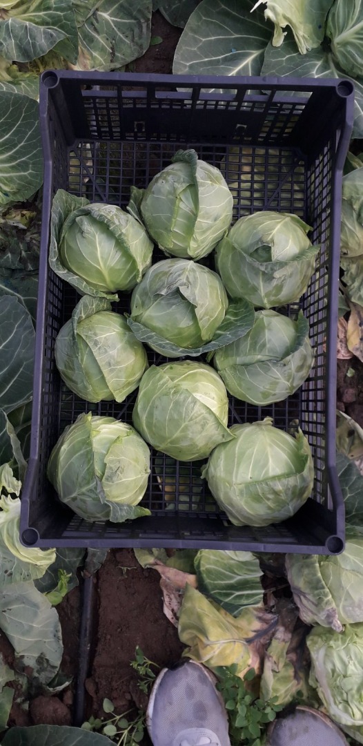 Young cabbage