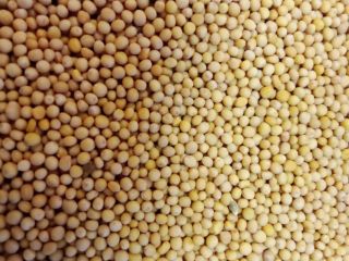 I am selling high quality gluten free white mustard