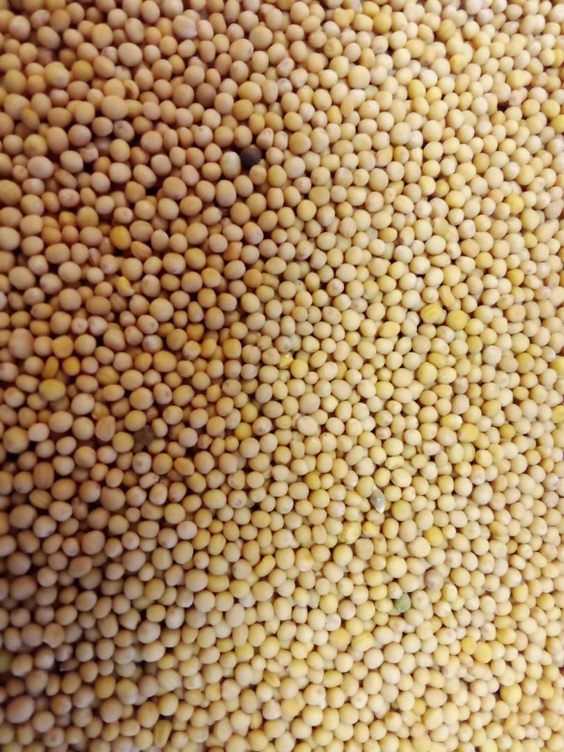 I am selling high quality gluten free white mustard seed