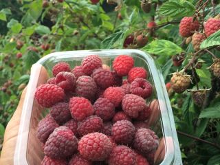 Raspberry wilamet