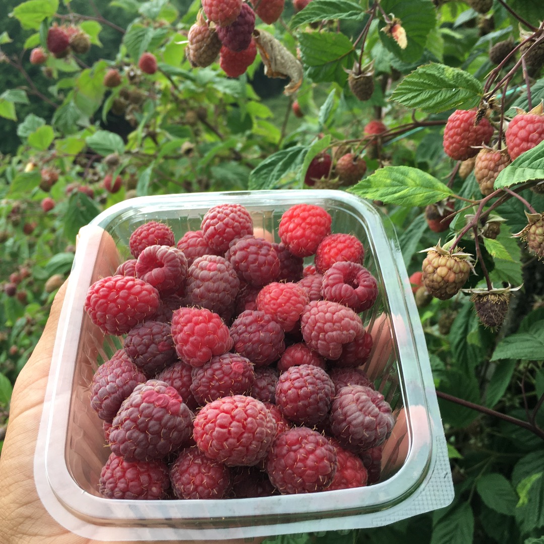 Raspberry wilamet