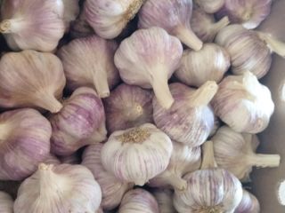 I am selling Argentine garlic of excellent quality!! we