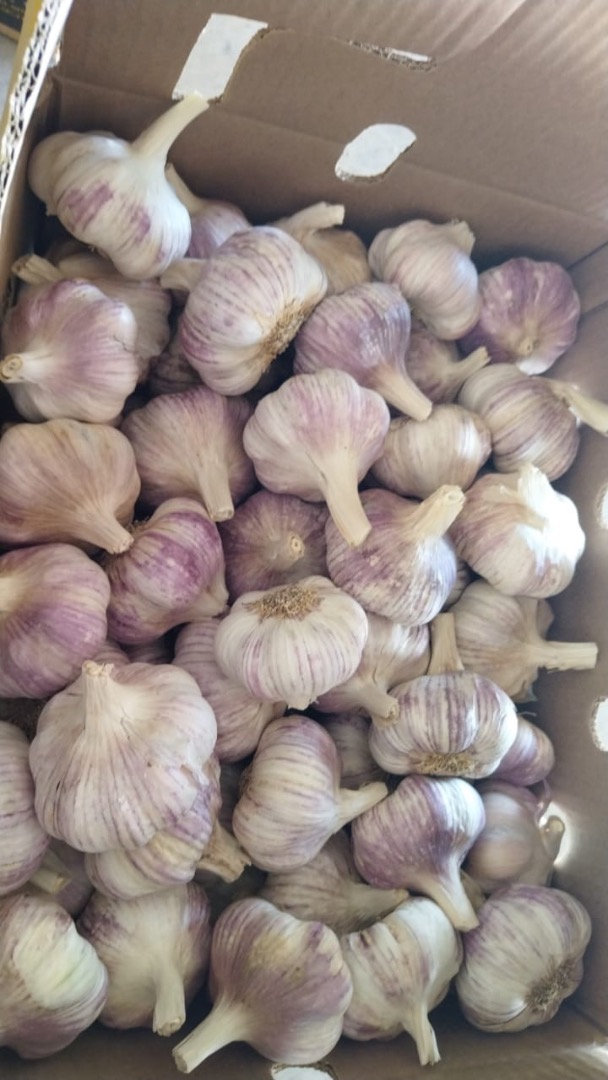 I am selling Argentine garlic of excellent quality!! we have all the sizes and varieties
