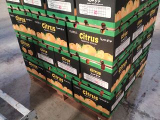 I will sell wholesale Valencia oranges Country of origin:
