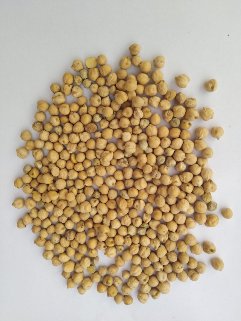 Chickpeas, origin - Ukraine, harvest – 2023J