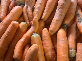 Commercial and thick carrots for sale. Washed carrots packed