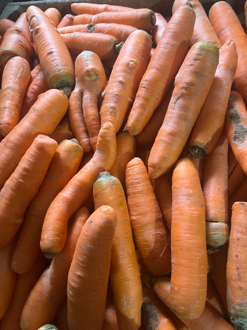 Commercial and thick carrots for sale