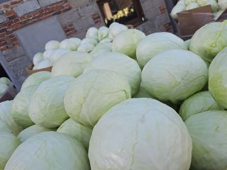 Hello, I have white and red cabbage from 1