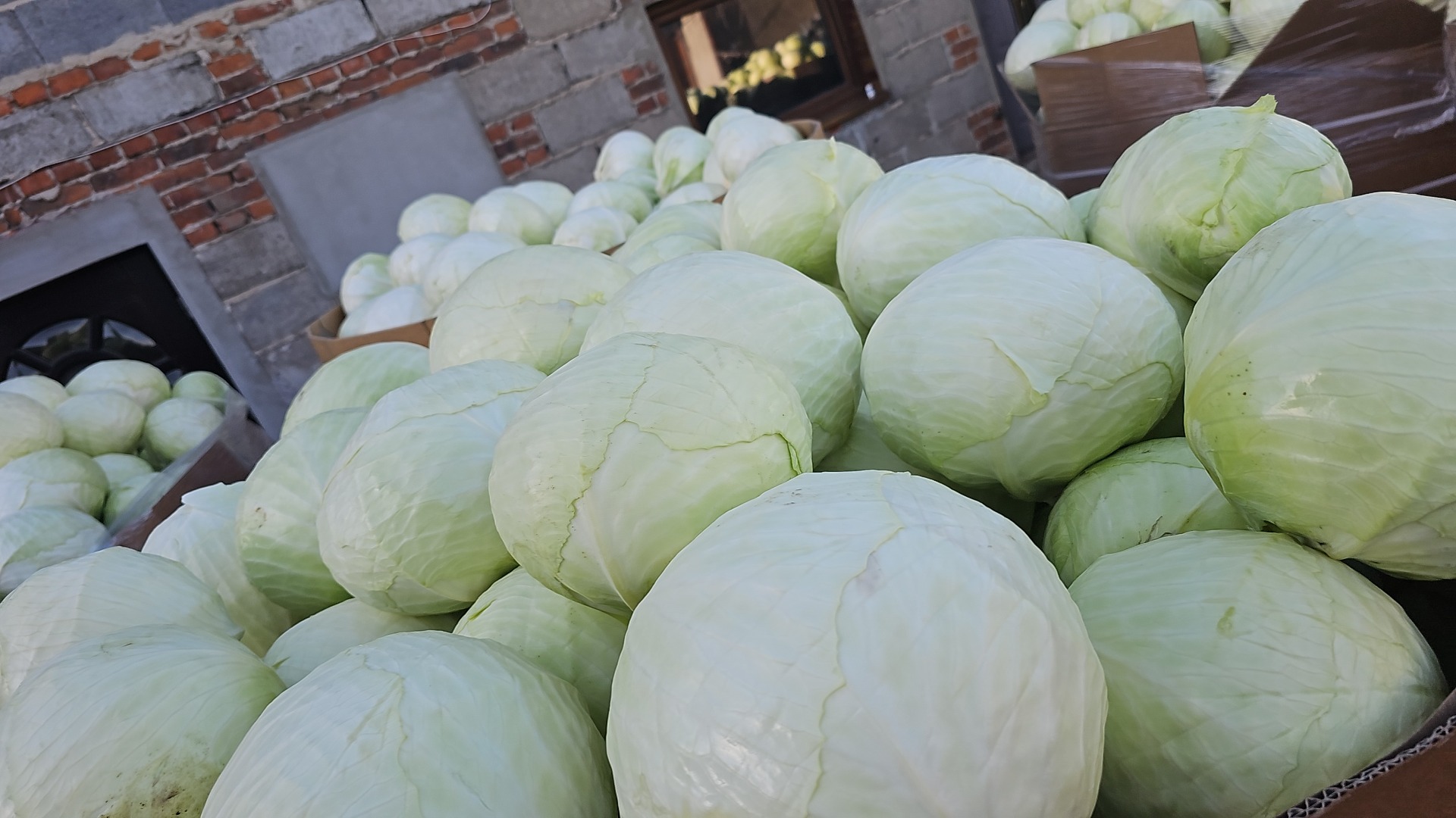 Hello, I have white and red cabbage from 1 to 3.5 kg