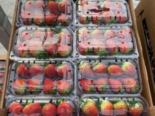 we selling fresh strawberries Variety : Fortuna - Festival