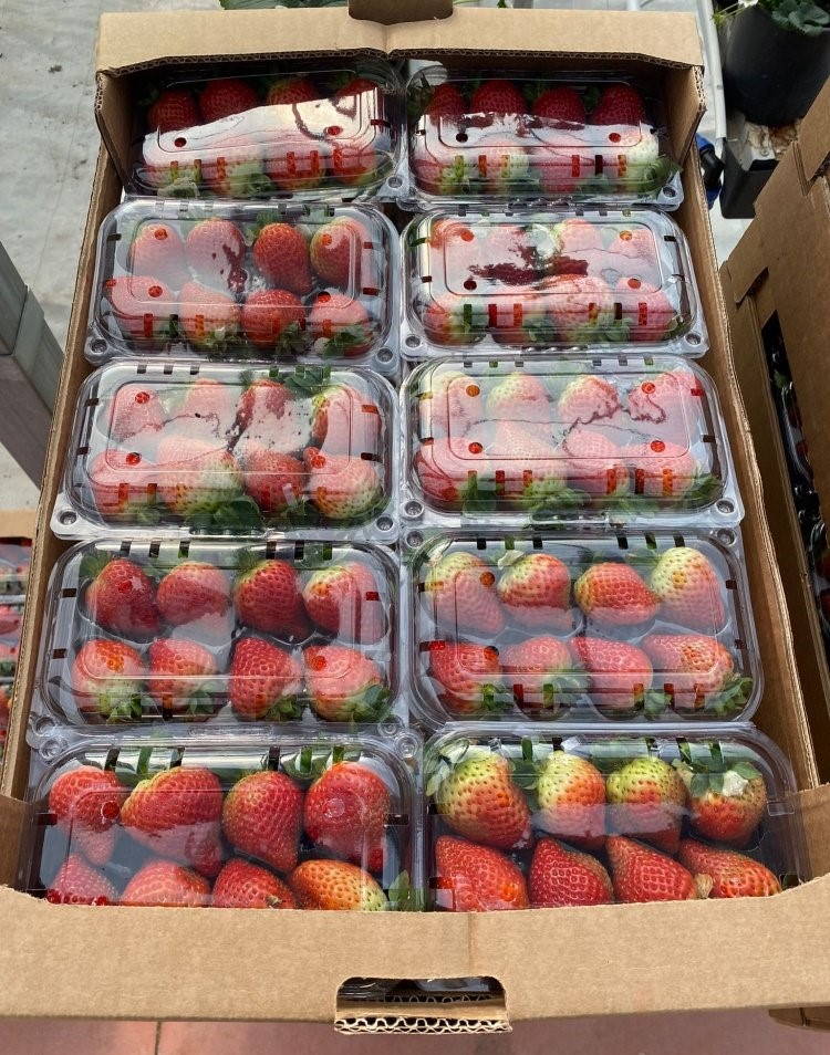 we selling fresh strawberries Variety : Fortuna - Festival - Sensation Style : Fresh Package : 250 gm / punnet packing : 10 punnet / carton Size : 25 - 35 MM
