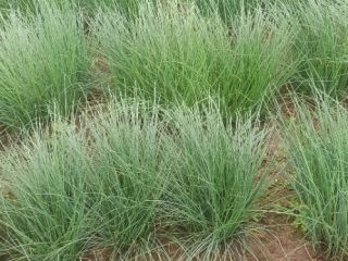 Hello, I am looking for recipients of chives Jupiter
