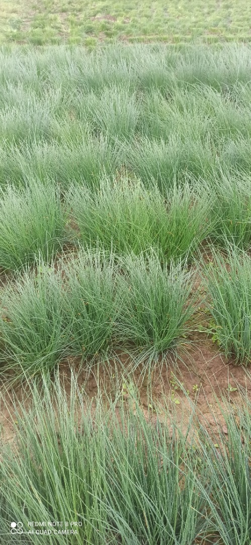 Hello, I am looking for recipients of chives Jupiter after the machine sale per kg bulk price to be determined [phone number] more information about the