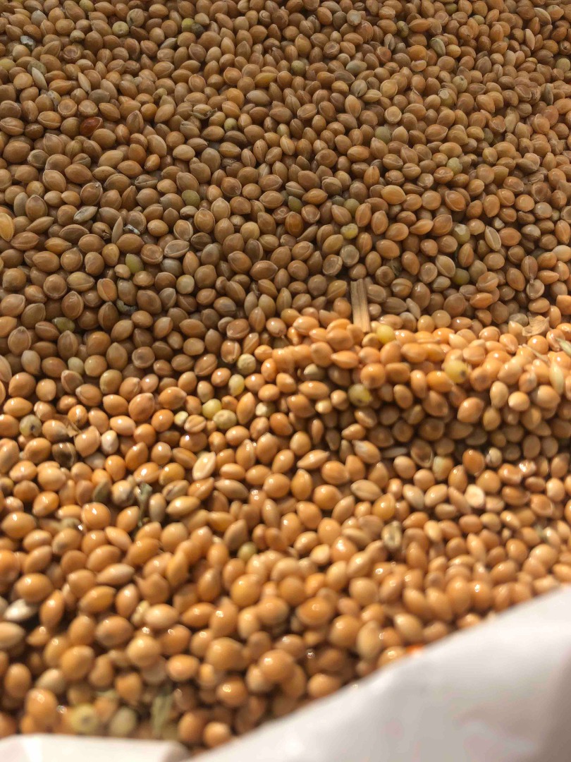 Could be delivered at DAP with Eur.1 Certificate Yellow Millet , as well Red Millet crop 2023 y.clean , dry , without spraying