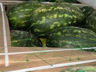 We are importers of Watermelon from Morocco. We offer