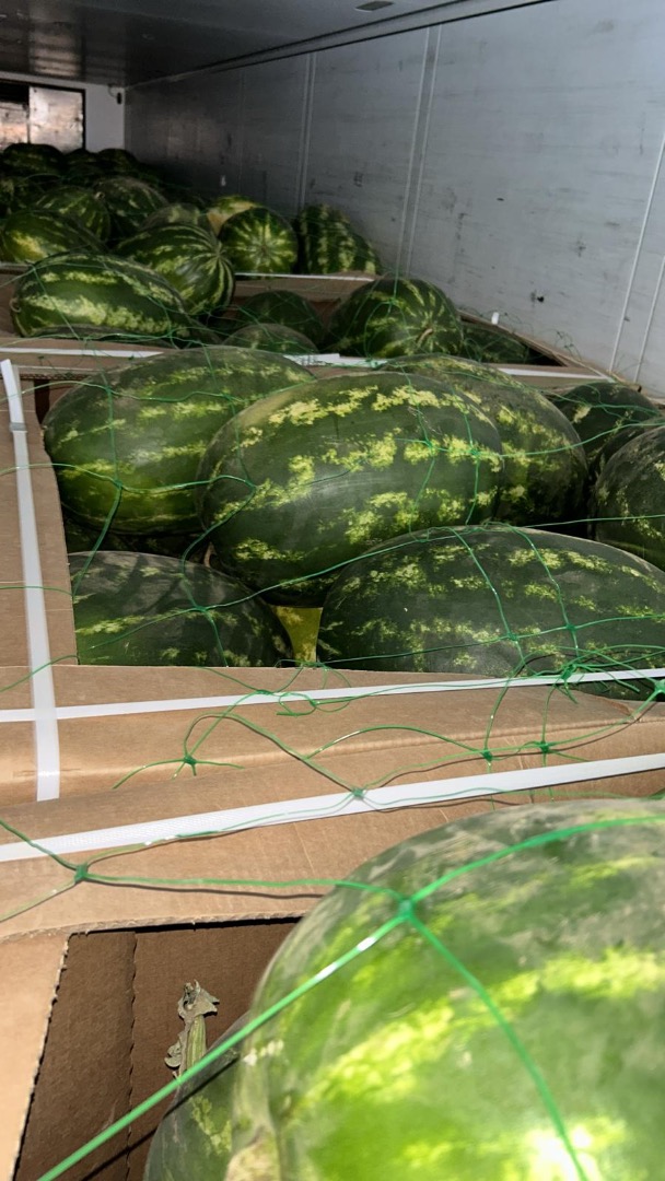 We are importers of Watermelon from Morocco