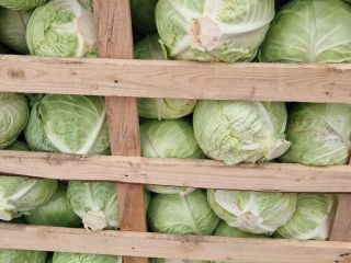SEZON NOU DE VARZA NOUA ,PRODUCTIE DIRECT DIN CAMPURILE