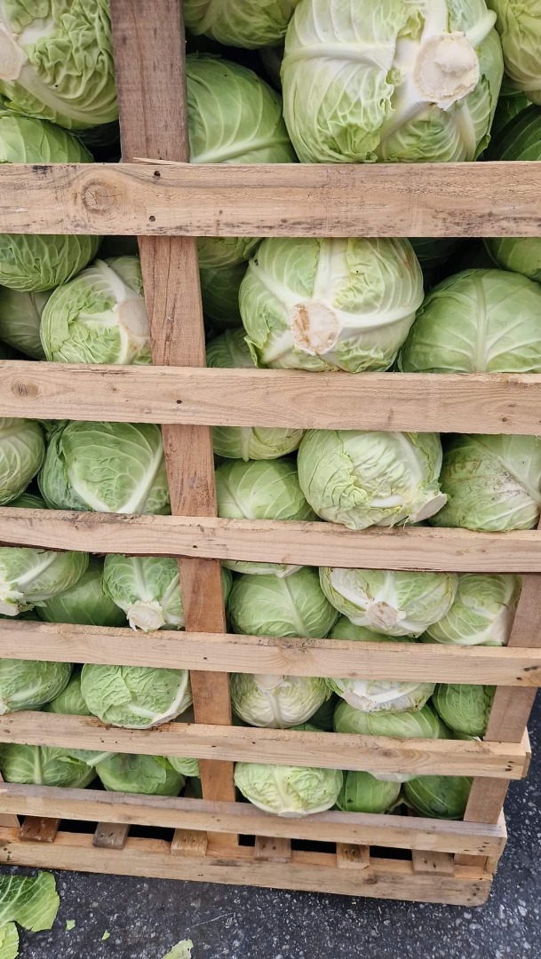 SEZON NOU DE VARZA NOUA ,PRODUCTIE DIRECT DIN CAMPURILE PRODUCATORULUI ,CU PRETURI NEGOCIABILE ,AVEM VARZA ROSIE ,SI ALBA AMBALAJ LA PLASA VERDE ,FOLIE SI