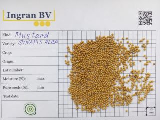 La nostra azienda Ingran offre semi di senape bruna