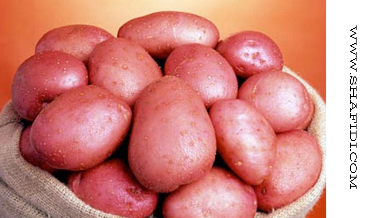 Good evening For an important customer of ours we need an annual supply of Lady Rosetta Potatoes
