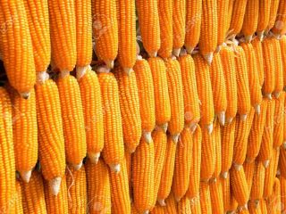 Sell organic grain corn from the dryer harvest 2024