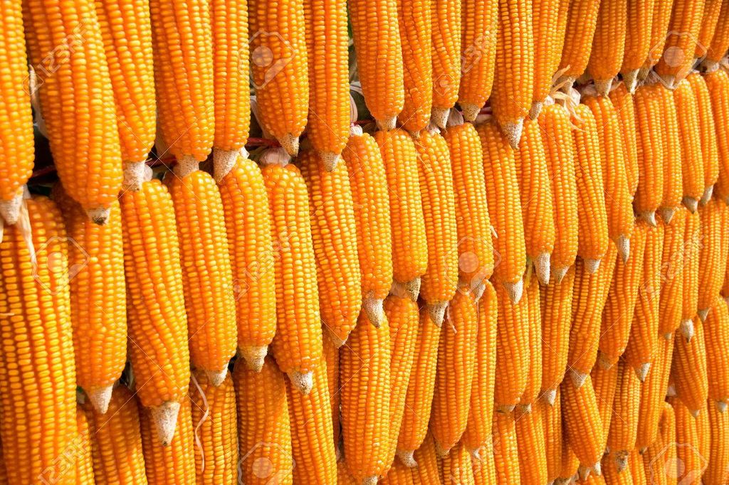 Sell organic grain corn from the dryer harvest 2024