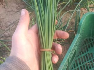 Hello, I will sell Jowisz chives in bulk or