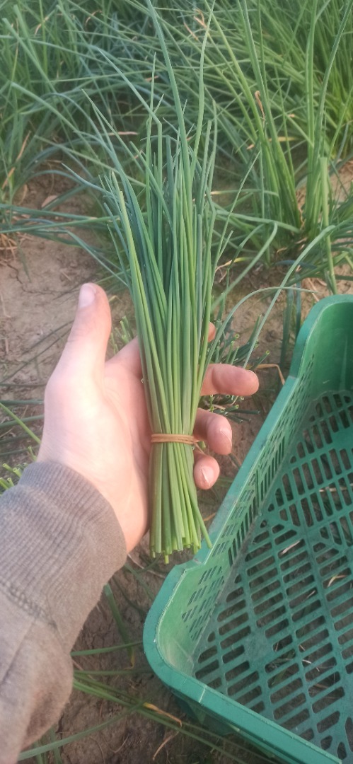 Hello, I will sell Jowisz chives in bulk or chives per kg with tests and a certificate and will be sown Dill 40 ares