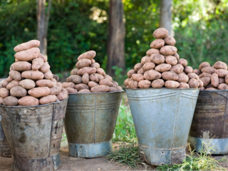 I WILL SELL POTATOES IN QUANTITIES OF TIROWE. CALIBER