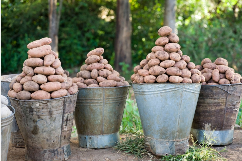 I WILL SELL POTATOES IN QUANTITIES OF TIROWE