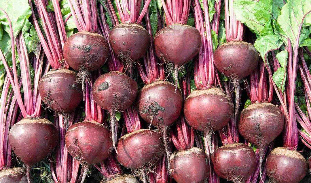 *PRICE - FOR AN ORDER OF UP TO 5 TONS, the rest is negotiable* We offer Organic Organic Beetroot with a certificate in large quantities: Red "Monty" - PLN