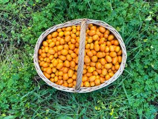 Kumquat from Portugal. Directly from the producer. There are
