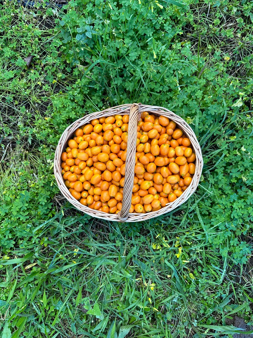 Kumquat from Portugal